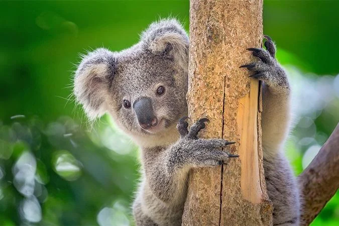 A koala clinging to a tree trunk, one of the animals at the island wildlife park