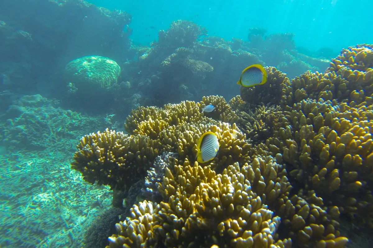 Butterflyfish swimming over hard coral on the Great Barrier Reef