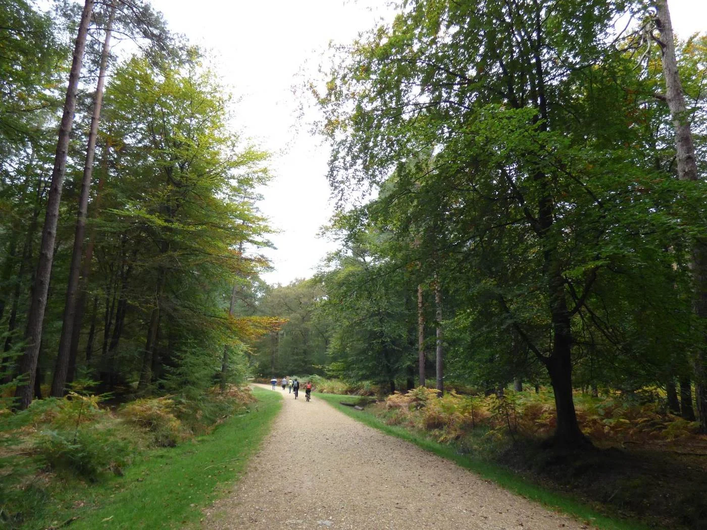 A wide gravel walking trail through beech and conifer woodland at Bolderwood in the New Forest, with walkers in the distance